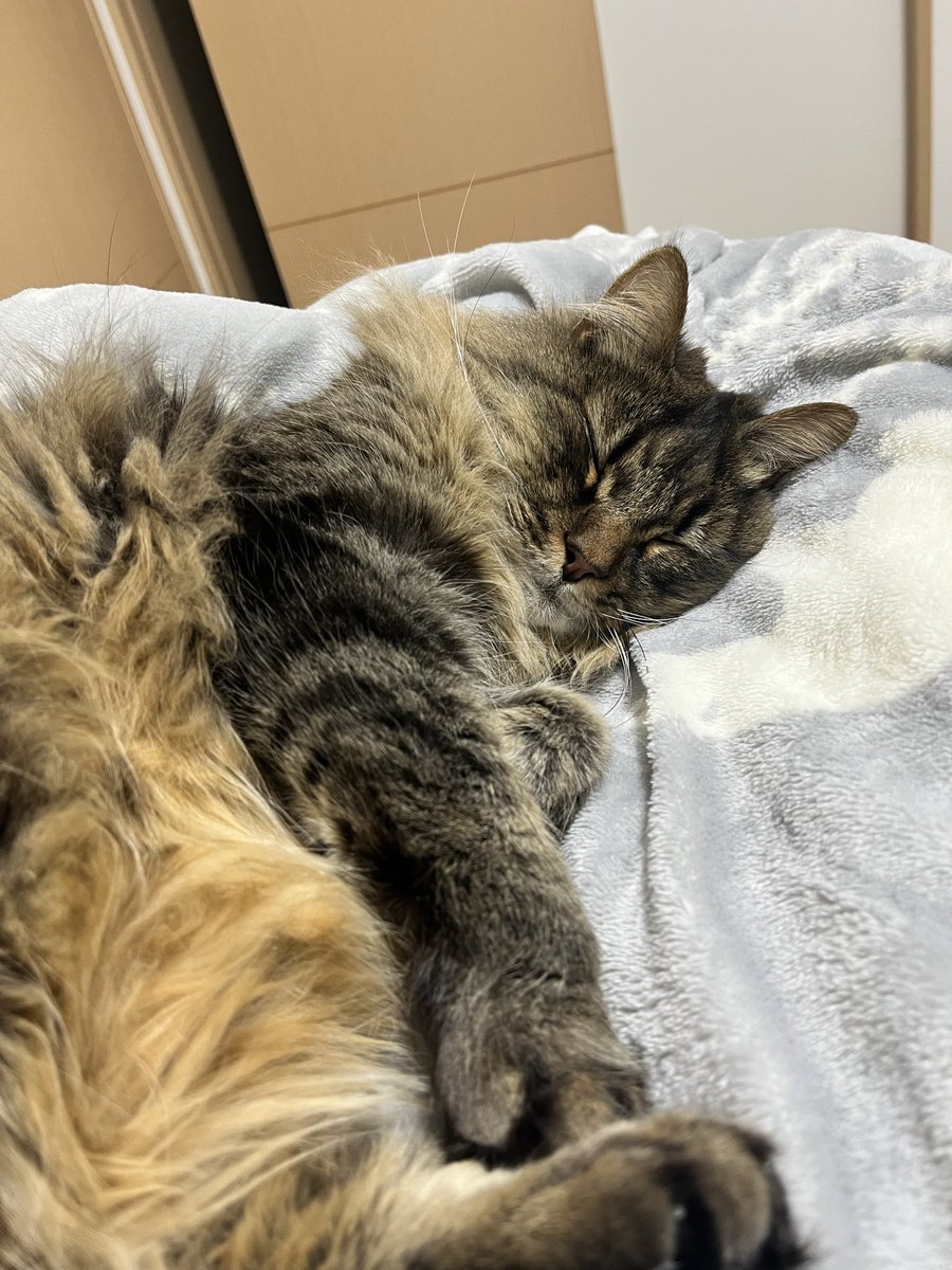 しゅうまいもどき tweet media