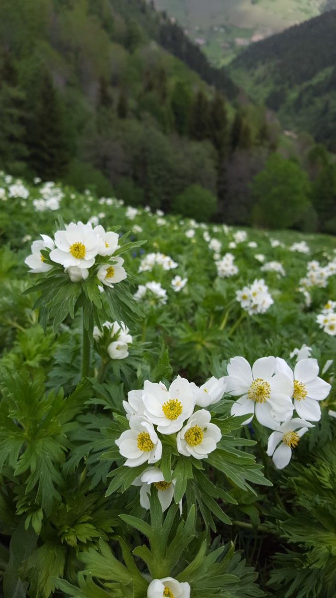 Untamedpath's tweet image. High-altitude healing. 🏔️☁️ Above the tree line, life blooms in the most beautiful ways. #NatureLovers #AlpineFlowers #Peaceful