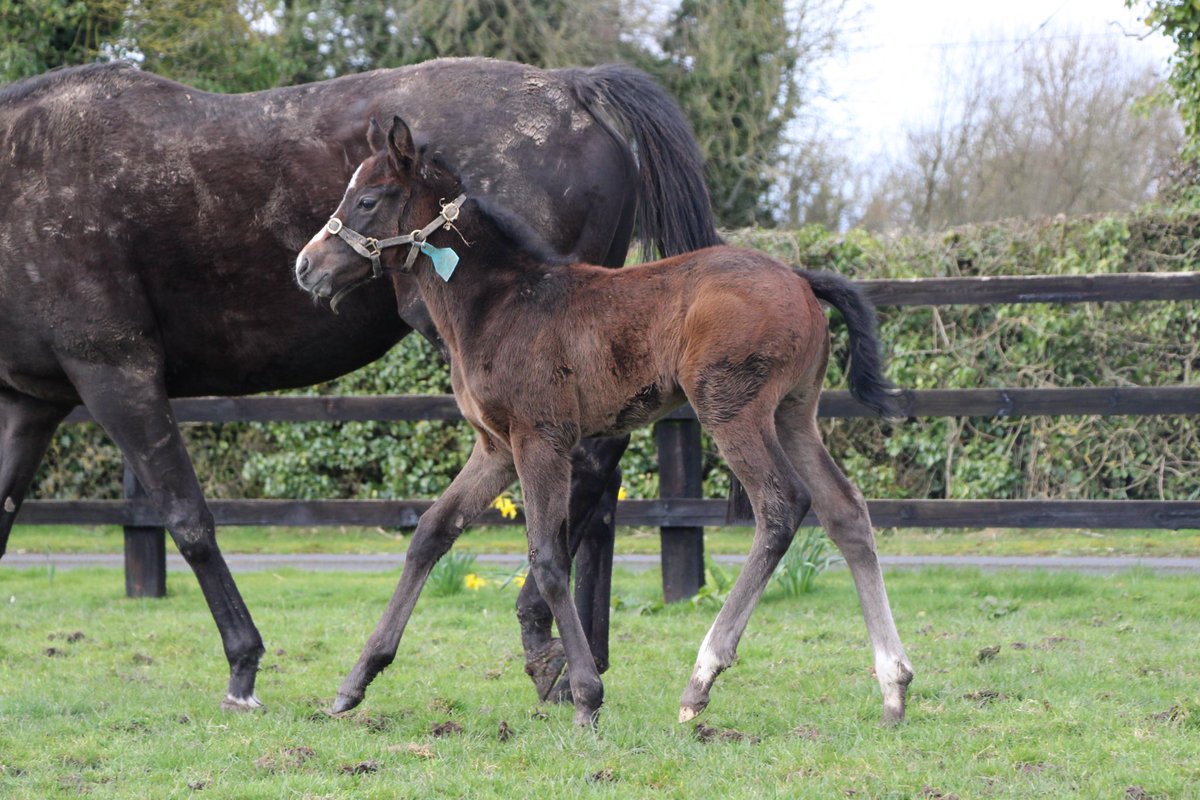 Foaling Season is well underway here on the farm! Kicking things off, we have this athletic filly by Dark Angel (<a href="/YeomanstownStud/">Yeomanstown Stud</a>) out of Evidently So (Footstepsinthesand), half sister to G1 Irish Oaks Heroine EVEN SO.

#RPFoalGallery <a href="/rpbloodstock/">Racing Post Bloodstock</a>
