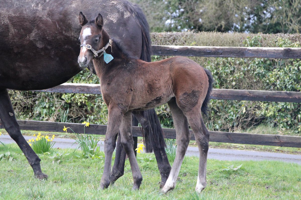 PiercetownStud's tweet photo. Foaling Season is well underway here on the farm! Kicking things off, we have this athletic filly by Dark Angel (@YeomanstownStud) out of Evidently So (Footstepsinthesand), half sister to G1 Irish Oaks Heroine EVEN SO.

#RPFoalGallery @rpbloodstock https://t.co/o8ZLIMRVZN