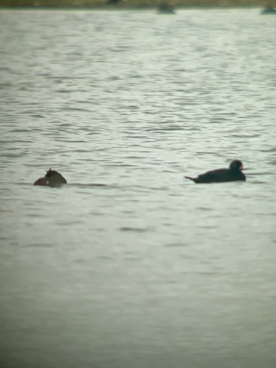 Steve Richards tweet media