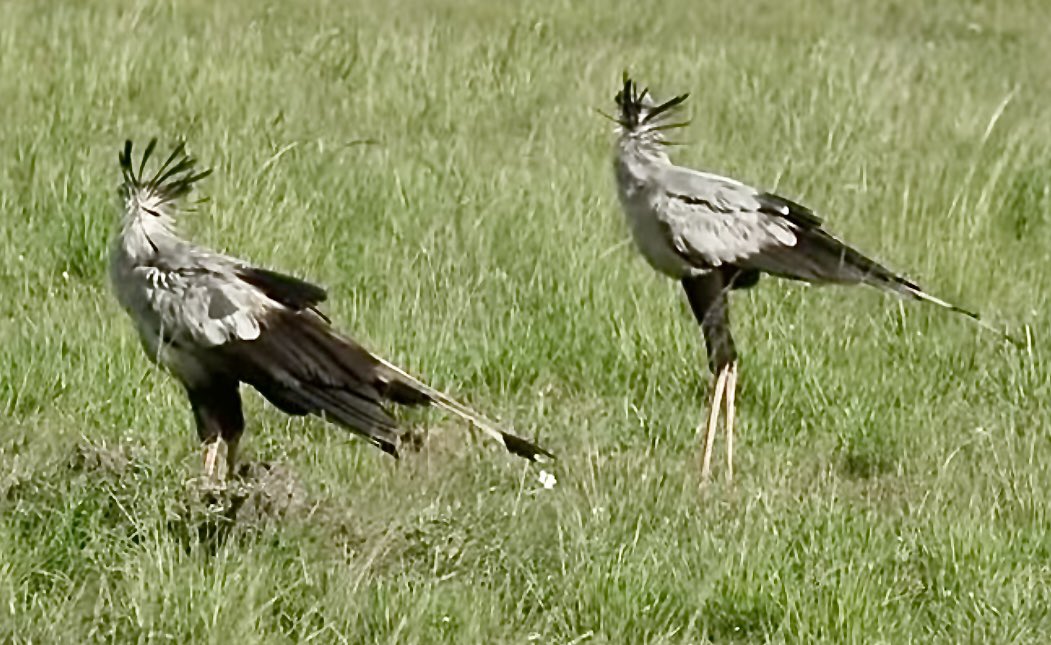 Amazon 🌹💙 🇪🇺 Support the NHS. tweet media