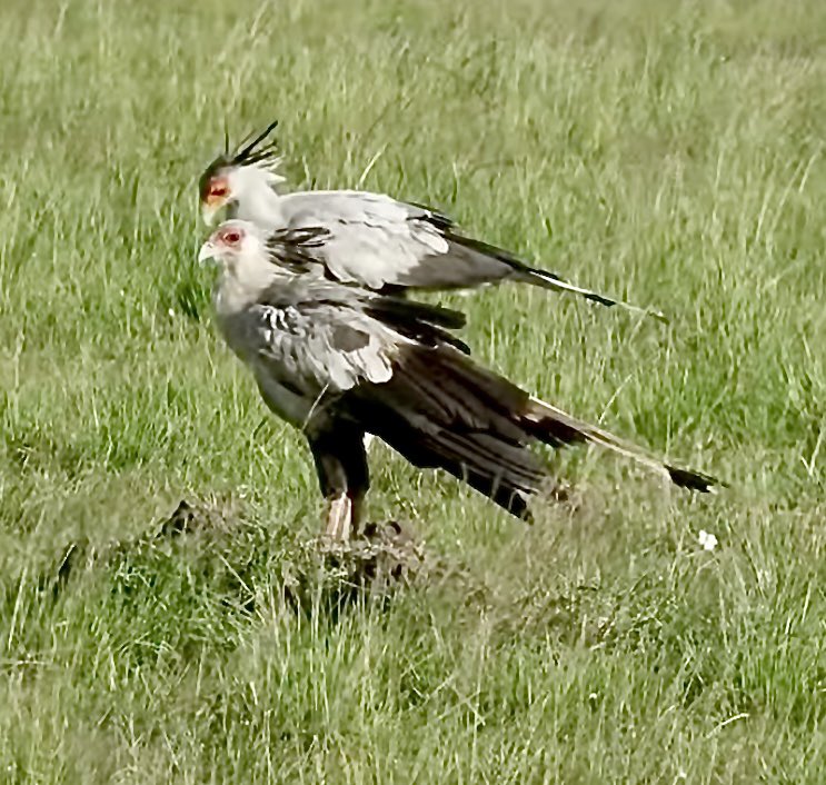 Amazon 🌹💙 🇪🇺 Support the NHS. tweet media