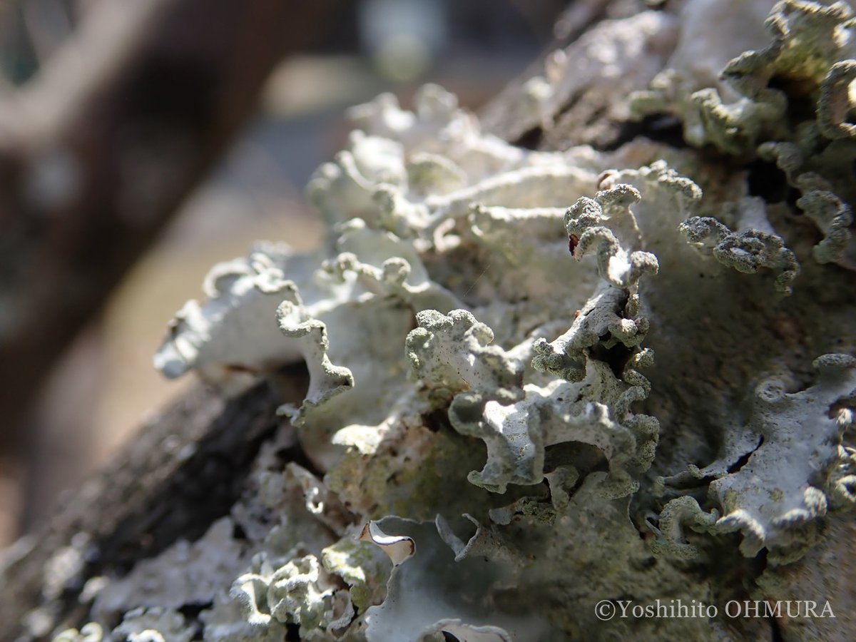 Yoshihito OHMURA tweet media