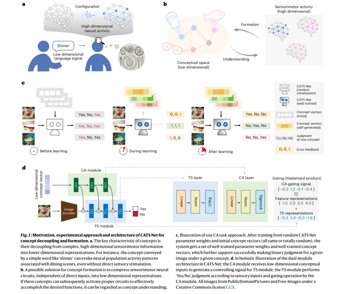 BrianRoemmele's tweet photo. Chinese Researchers Unveil CATS Net: A Neural Network Mimicking Human Concept Formation

This just may move us faster to ASI.

Scientists from the Institute of Automation at the Chinese Academy of Sciences and Peking University have developed a novel neural network called CATS Net. 

This framework enables AI to form concepts from raw sensory inputs like images and sounds, closely simulating how humans abstract and organize ideas from their environment. 

Traditional AI models often struggle with conceptual abstraction, relying heavily on predefined labels or vast datasets without truly “understanding” the underlying ideas. 

CATS Net addresses this by splitting into two modules: a concept-abstraction module that extracts low-dimensional representations of concepts, and a task-solving module that applies these concepts to visual judgment tasks through hierarchical gating.

The model’s innovation lies in its ability to build an internal “concept space” autonomously, allowing it to categorize and communicate ideas in a human-like manner. 

Brain imaging studies showed that CATS Net’s conceptual structures align closely with activity in the human ventral occipitotemporal cortex (VOTC), providing insights into cognitive processes. 

For instance, when trained on visual tasks, the network forms hierarchical concepts that improve efficiency and generalization, outperforming conventional models in tasks requiring conceptual understanding.

This research pushes AI toward more human-like cognition but also offers a computational lens for studying human brain functions. 

I am testing these concept already and thus far this may be a rather big deal. 

The full study: https://t.co/eK0kBWfMib.