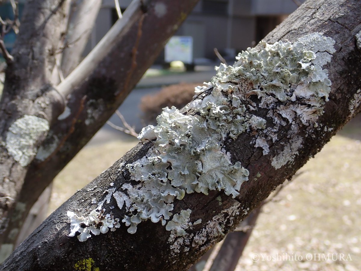 Yoshihito OHMURA tweet media