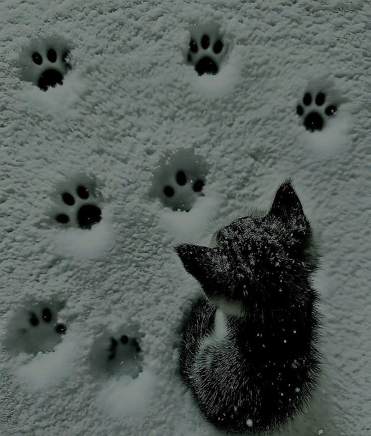 serenity tweet media