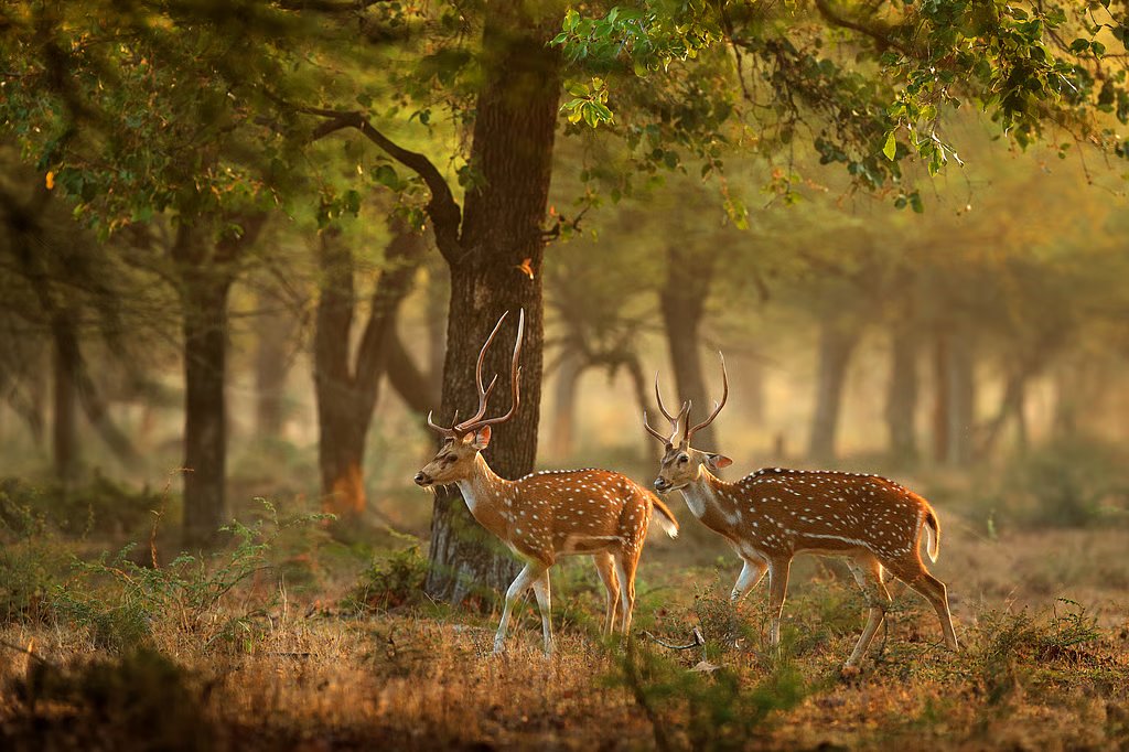 AjoyDharmavaram's tweet image. #SaveWesternGhats #SaveAravallis #saveNicobar #SaveHCU #SaveVadgaonLeopards

ANTELOPES : It is the only location in the state where three species of antelopes—the four-horned antelope (Tetracerus quadricornis), chinkara, and blackbuck are all found together.