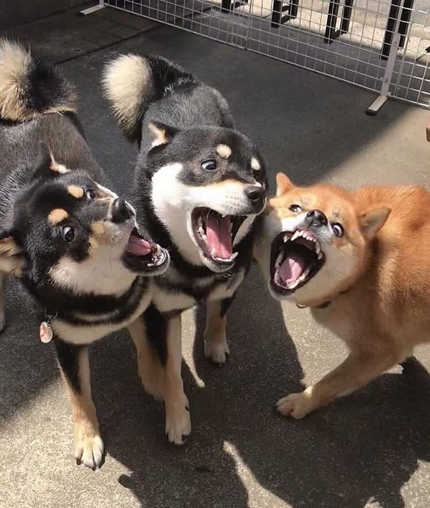 ใครสอนให้พวกมานนั่งแล้วมุดหัวออกมาจากรั้ววะ ทำดีๆ เหมือนม๋ากว่าเดิมอีก

DUANG WITH YOU EP6
#ด้วงกับเธอEP6