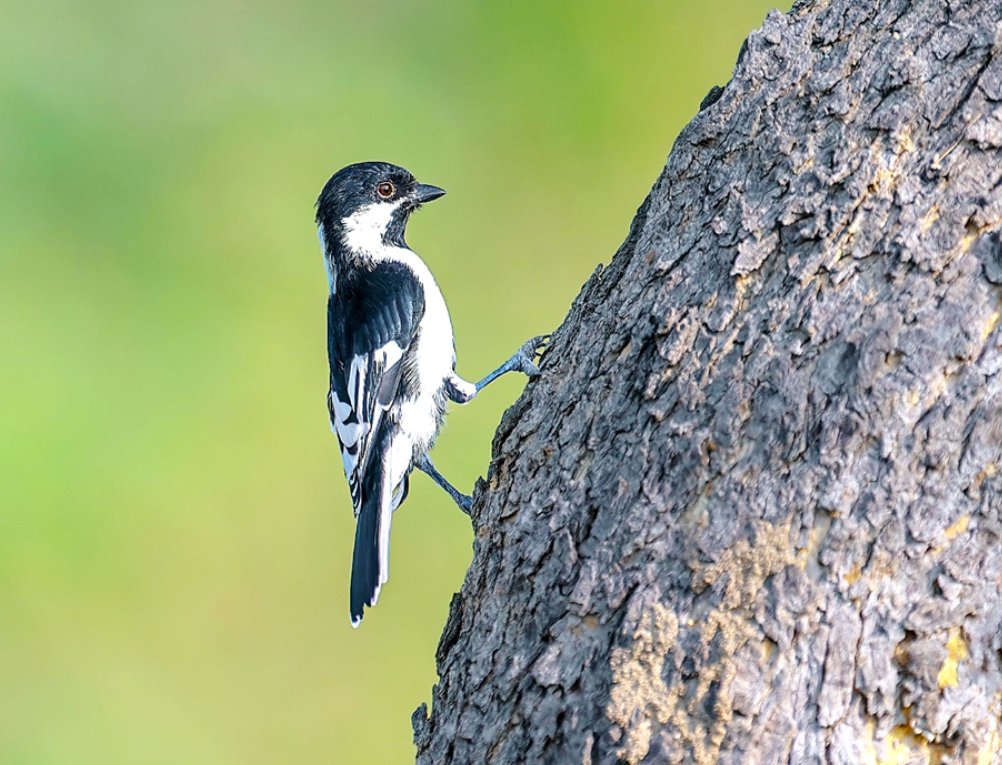 AjoyDharmavaram's tweet image. #SaveWesternGhats #SaveAravallis #saveNicobar #SaveHCU #SaveVadgaonLeopards

BIRDS: Over 180 bird species have been documented, including rare sightings like the White-naped Tit and various raptors like the crested serpent eagle

greenminute.in/2025/02/08/rar…