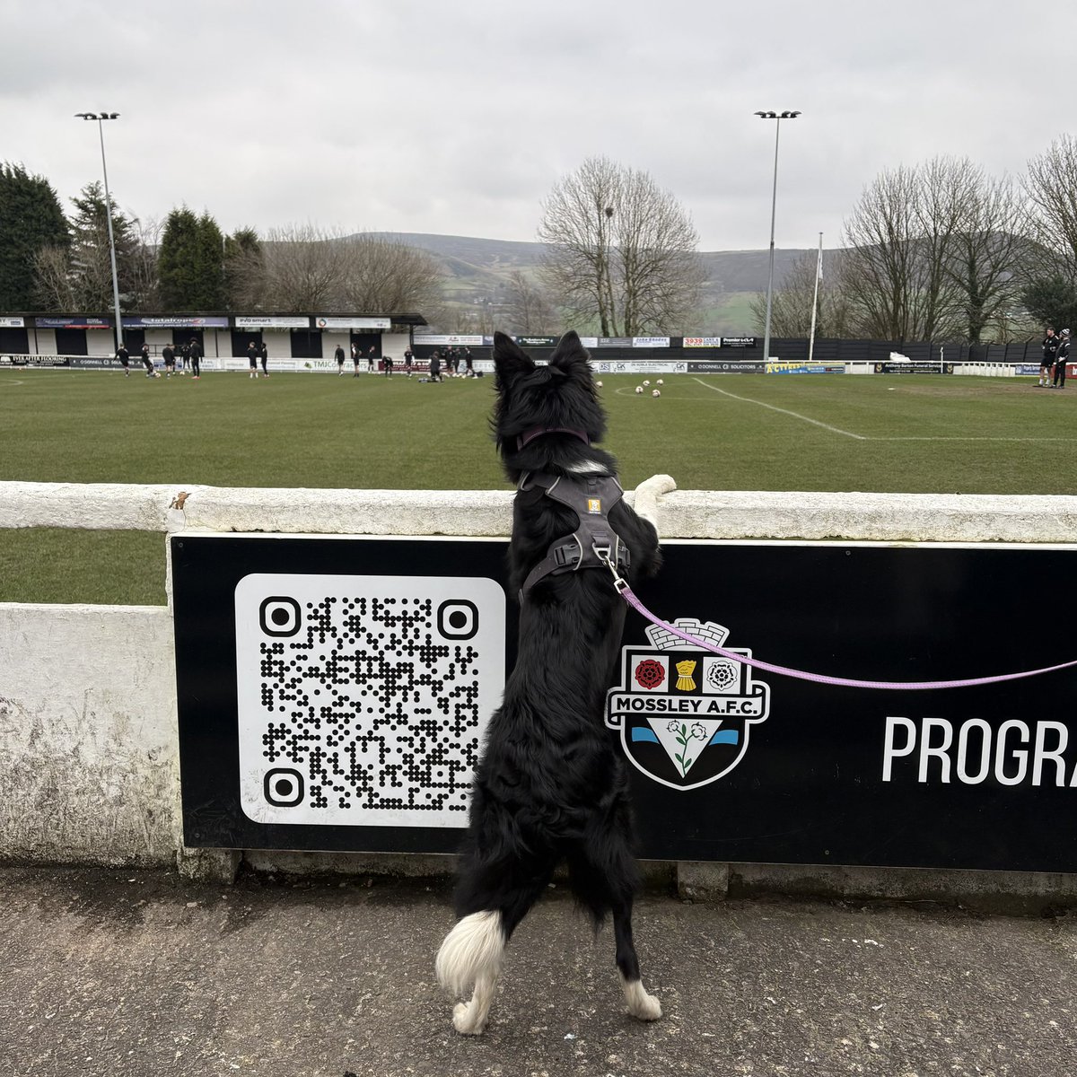 nonleaguedogs tweet media