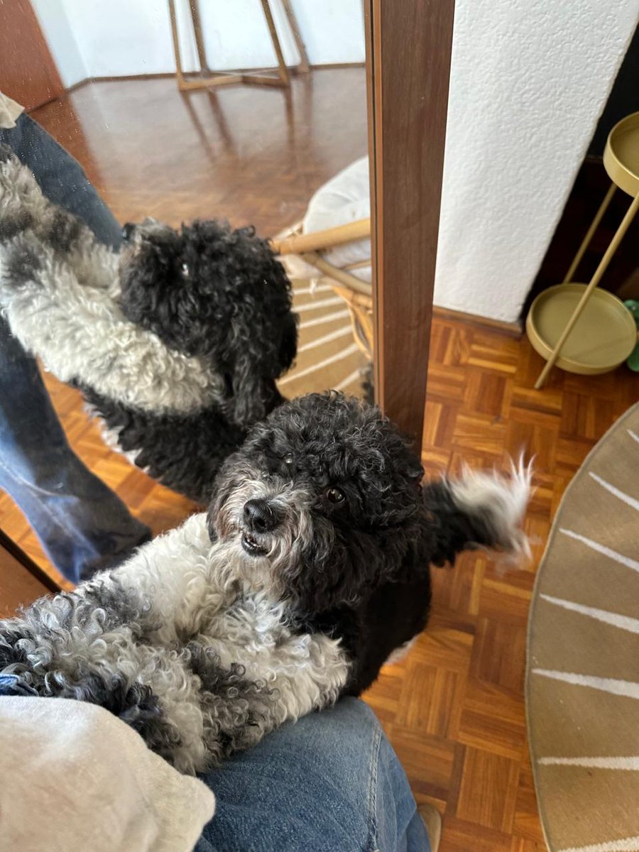 VanyVany's tweet photo. Si tienes hijas o hijos pequeños, probablemente sabes que los #cuentos son una forma poderosa de enseñar #valores. “La llegada de Toto: Al ritmo de los cuidados” habla de algo fundamental: aprender a #cuidar.
Juli y Toto son los protagonistas! https://t.co/y5poecY1TK https://t.co/FL1jpIHXmV