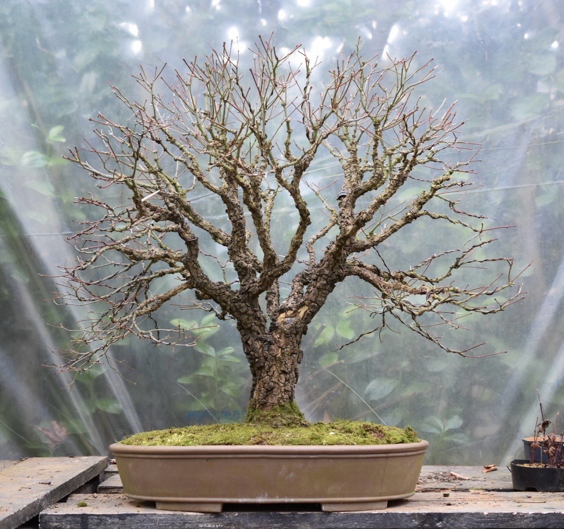 bonsaiempire's tweet image. Big news — the Bonsai Care App just got a major new feature: species-specific care calendars for over 100 #bonsai species.
The app is a free download in the App store &amp;amp; Google play!