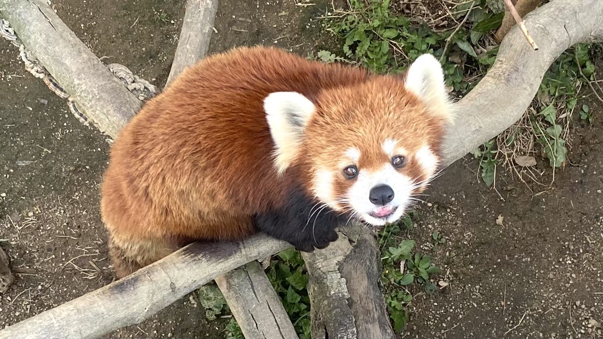 もんもん (@monmon_redpanda) / Posts / X