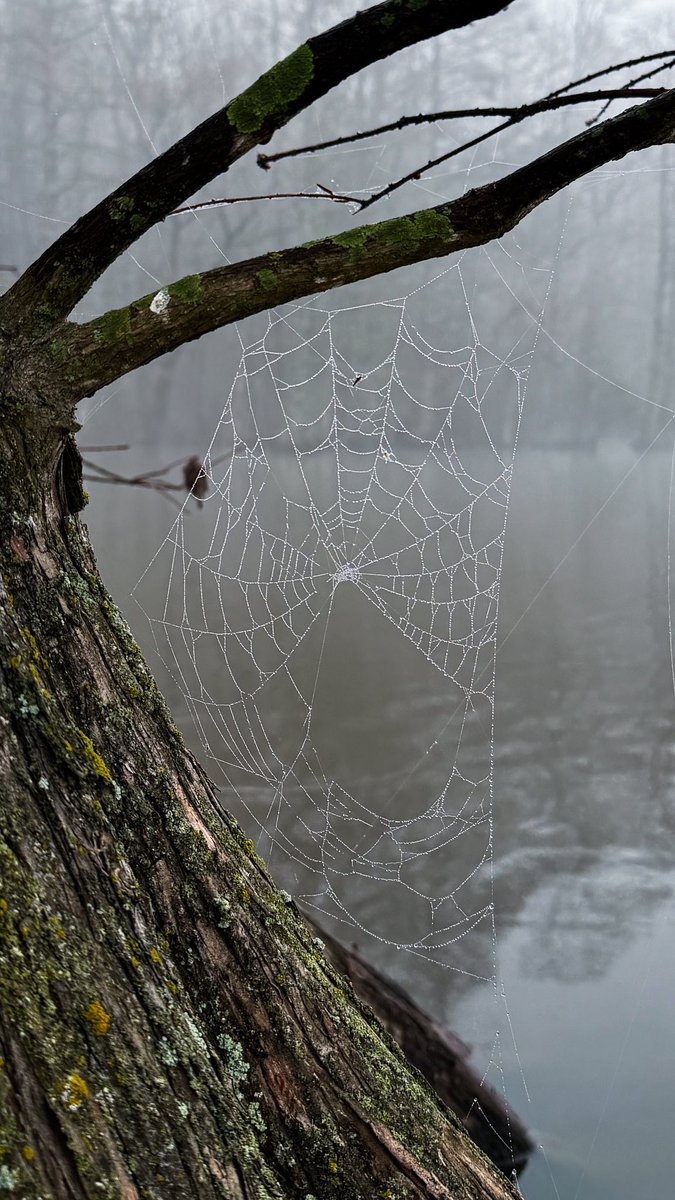 🪲Diana🪲 tweet media