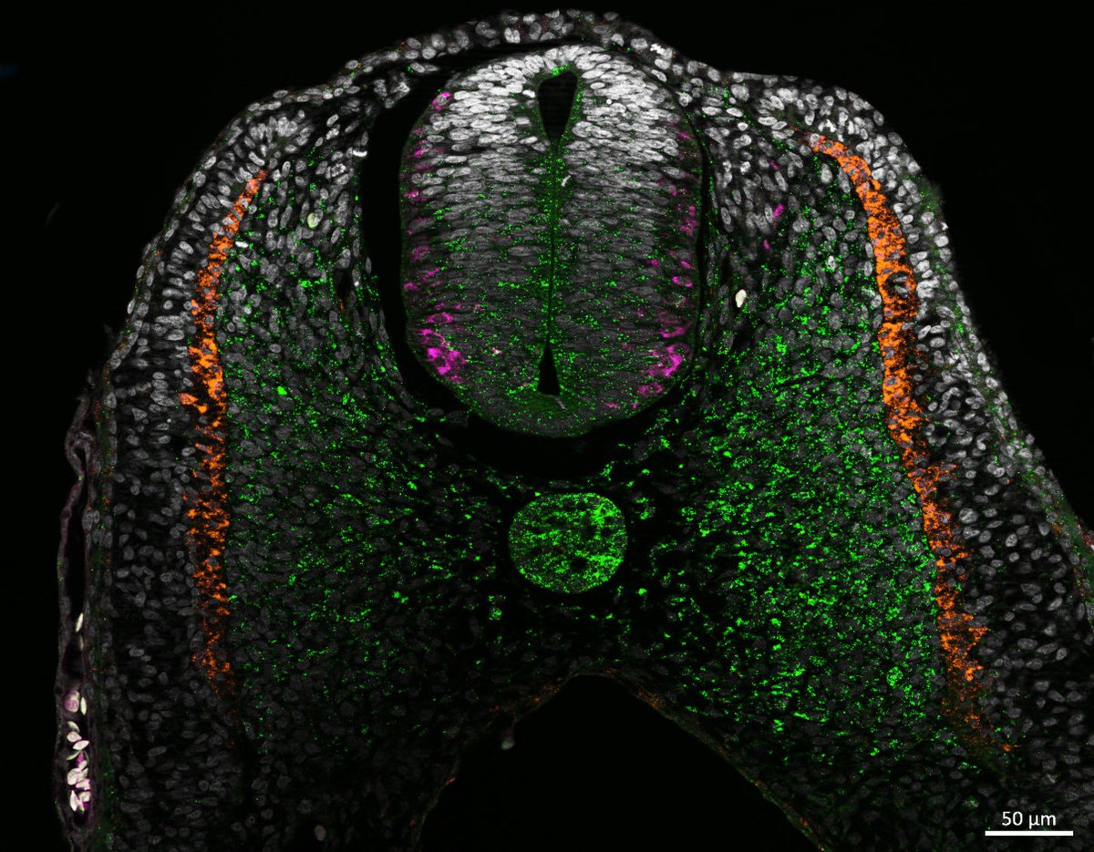 𝘿𝙧. 𝘾𝙧𝙮𝙨𝙩𝙖𝙡 𝙍𝙤𝙜𝙚𝙧𝙨 ≽(◕ ᴗ ◕)≼ 🐥🐸 tweet media