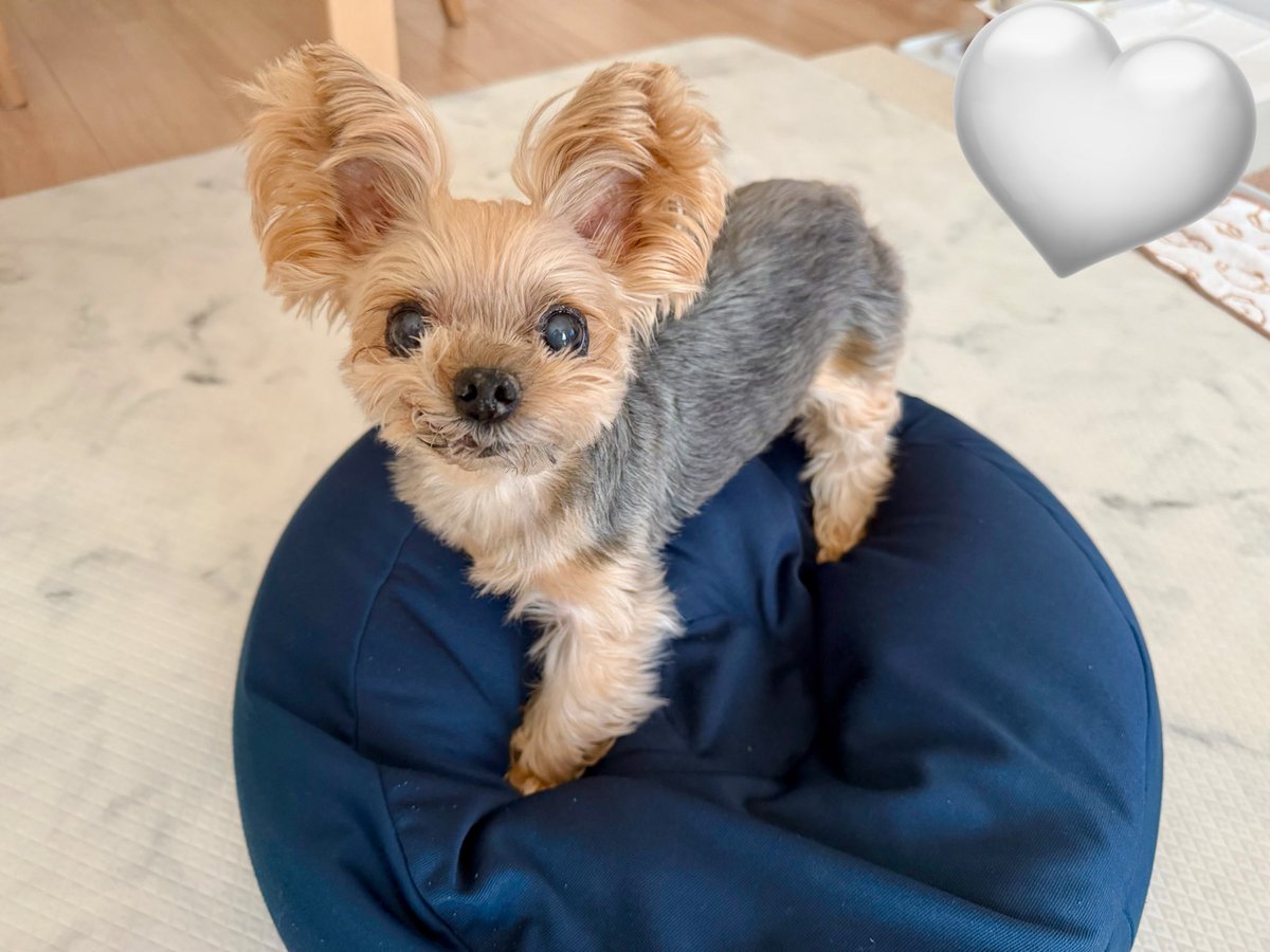 キキ🐶 tweet media
