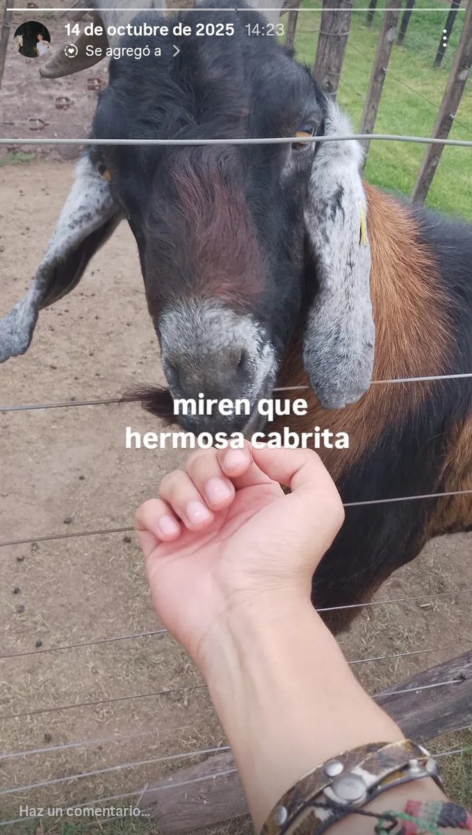 ARTEM VERDULERO BOLIVIANO tweet media