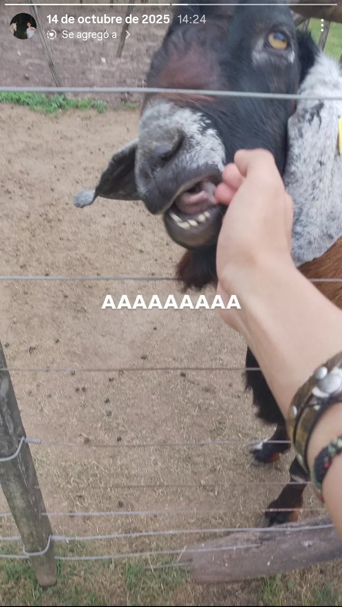 ARTEM VERDULERO BOLIVIANO tweet media