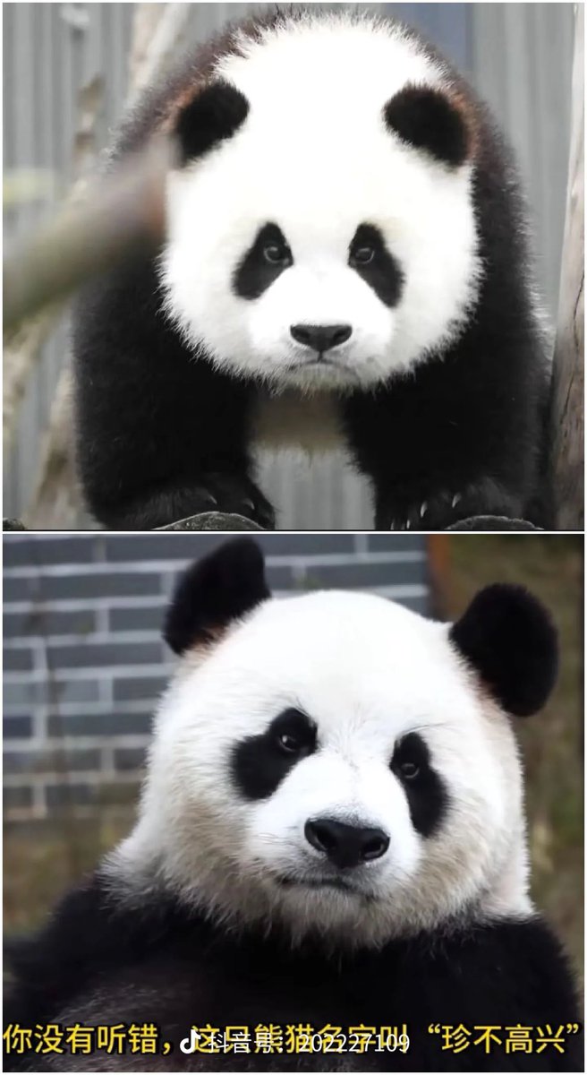 ด้อมแพนด้าเราก็มีน้องชื่อ 珍(真）不高兴 แปลว่า “ไม่มีความสุขจริงๆ” นะ นี่ง่ะ