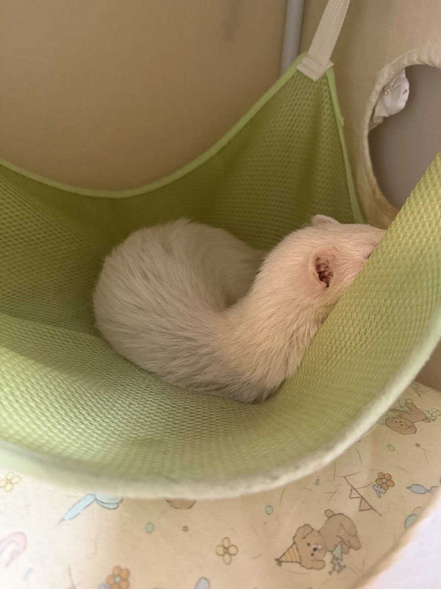 팥찐빵 찌는 중 👩🏻‍🍳💭 tweet media