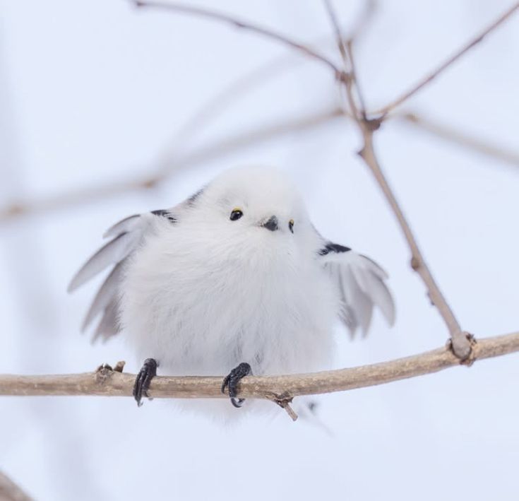 Birds (@birds1887579) on Twitter photo 