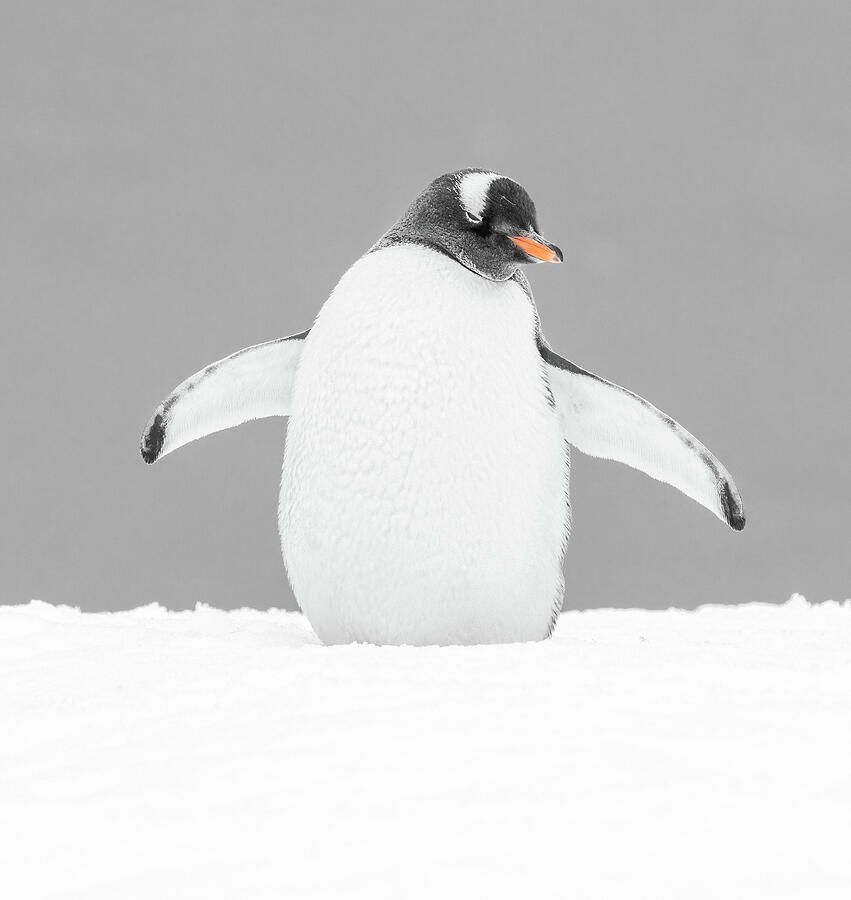 joancarroll's tweet photo. Gentoo Penguin in Snow! https://t.co/R4T8UslRsY #gentoo #penguin #antarctica #bird #birdphotography #wildlife #wildlifephotography #animals #nature #winter #snowy #snow #cold #buyart #wallart #artforsale #artstore #travel #travelphotography #wallartforsale #giftideas @joancarroll https://t.co/6uJHFBjj4m