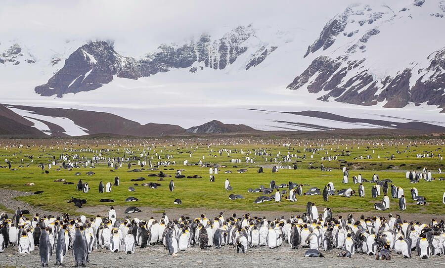 joancarroll's tweet photo. Penguins and Seals on Salisbury Plain South Georgia Island! https://t.co/dDxWqdPwud #penguins #kingpenguins #seals #furseals #wildlife #wildlifephotography #birds #birdwatching #mountains #landscape #snow #plains #southgeorgia #salisburyplain #buyart #wallart #artforsale #artstore #travel #travelphotography #wallartforsale #giftideas @joancarroll