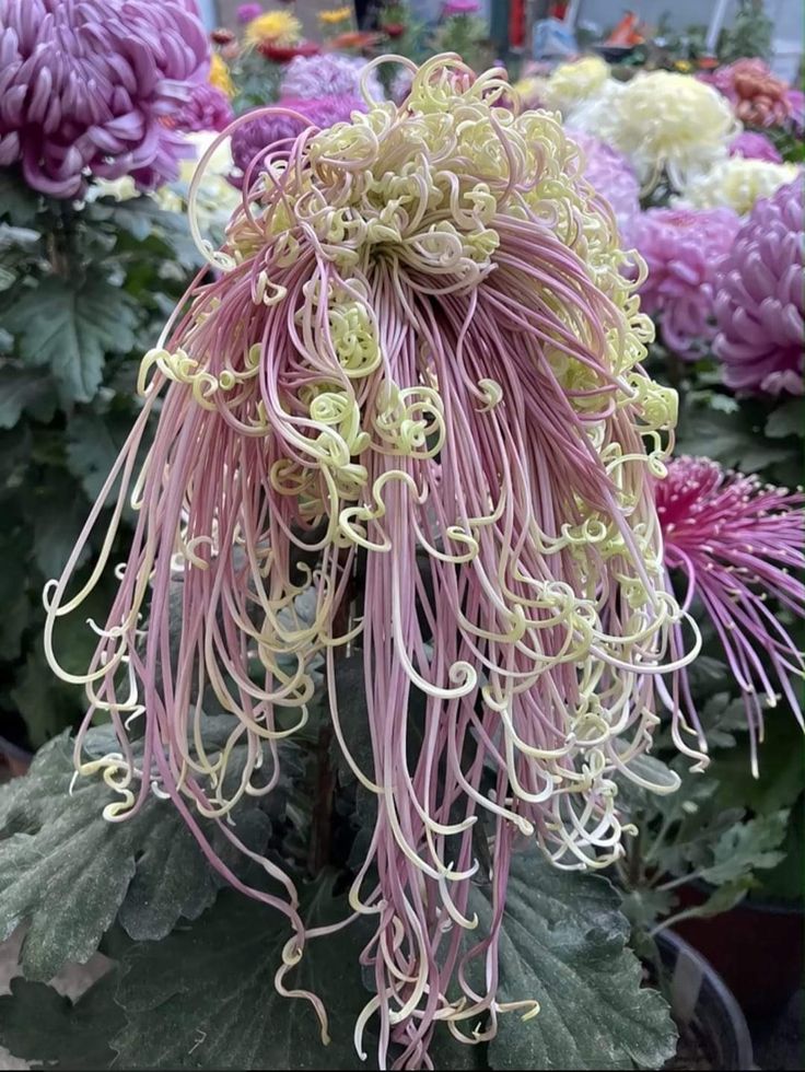 Naturepathway's tweet image. "Nature’s artistry in full bloom. 🌸 These cascading Spider Chrysanthemums look like delicate silk ribbons unraveling. The transition from soft lilac to lime-green curls is absolutely mesmerizing. #SpiderChrysanthemum #FloralPhotography #BotanicalBeauty"