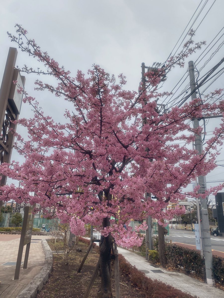 knight_chan's tweet photo. 櫻井さん還暦🌸
おめでとうございます✨ https://t.co/afZ5zcB8sf