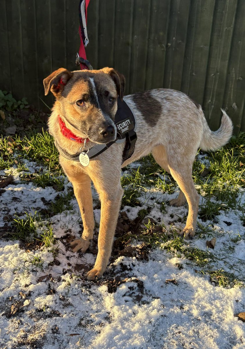 Rescue dogs for rehoming tweet media