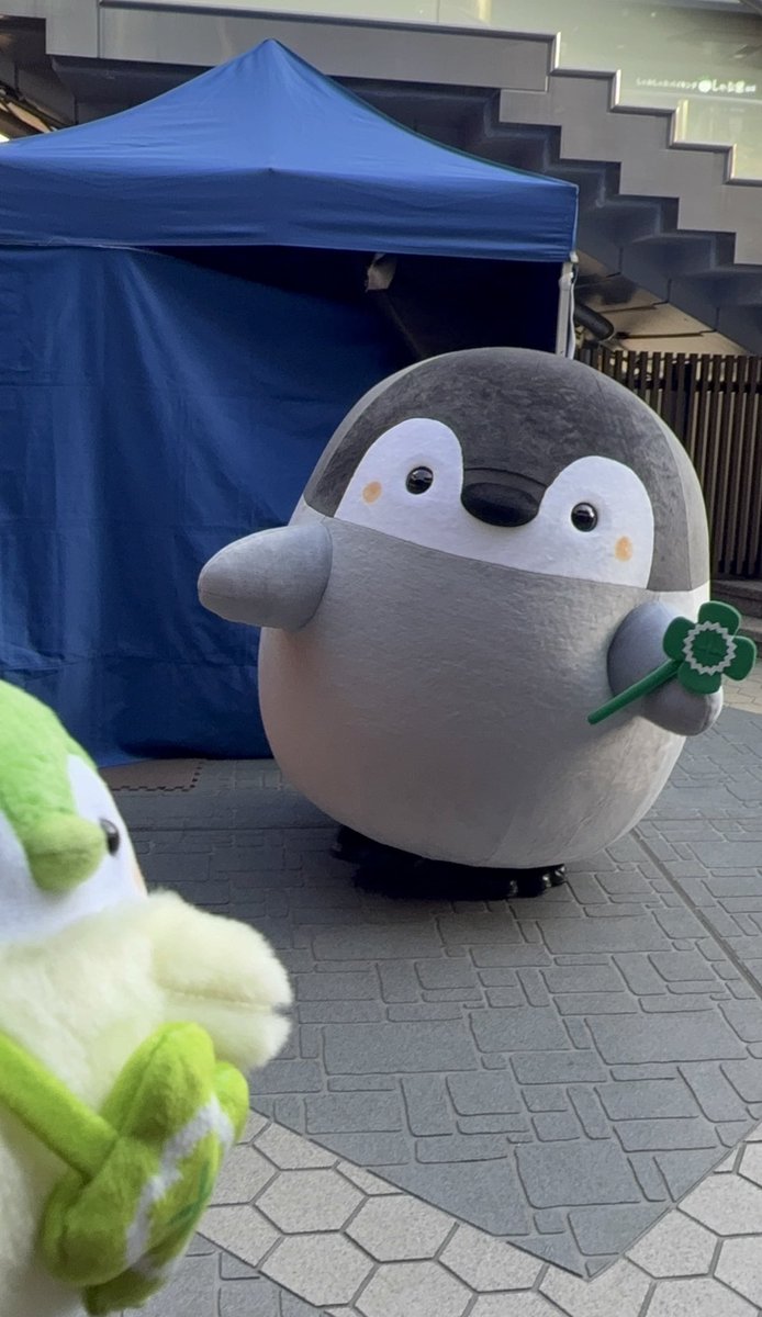🐧「あ、君だ」からの
コウペンちゃんmeetsコウペンちゃん

 #コウペンちゃんはなまる撮影会