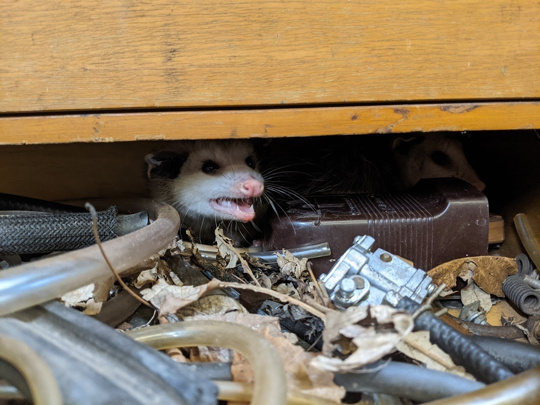 Possum_Daily tweet media