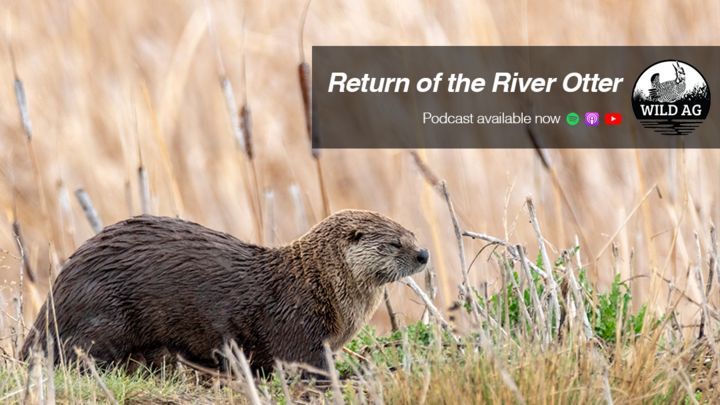 UNL_CropWatch's tweet image. River otters didn’t return to #Nebraska by accident — and their story says a lot about land, water &amp;amp; habitat on working #farms. buff.ly/ci1iF24 

#NebExt #NebraskaAg #AgTwitter #SustainableAg #RegenerativeAg #Farming