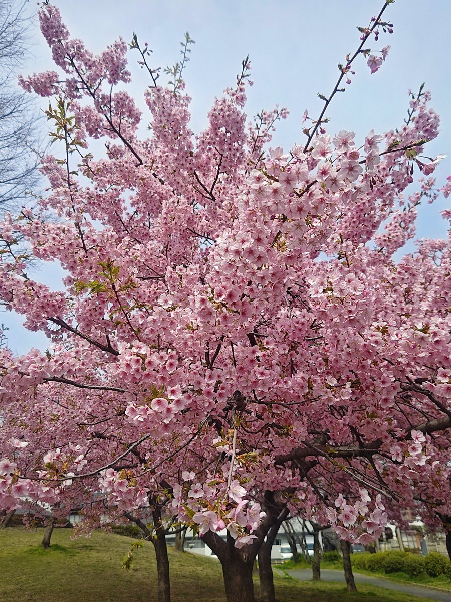 chronometer0's tweet photo. どこも河津桜が見頃だよね〜🌸
ソメイヨシノよりピンクなのが可愛い🩷

#柳下公園 #カワヅザクラ #河津桜
#桜 #サクラ #ピンク
#ローラースライダー
#ローラー滑り台 https://t.co/9Hu3Dbgi67