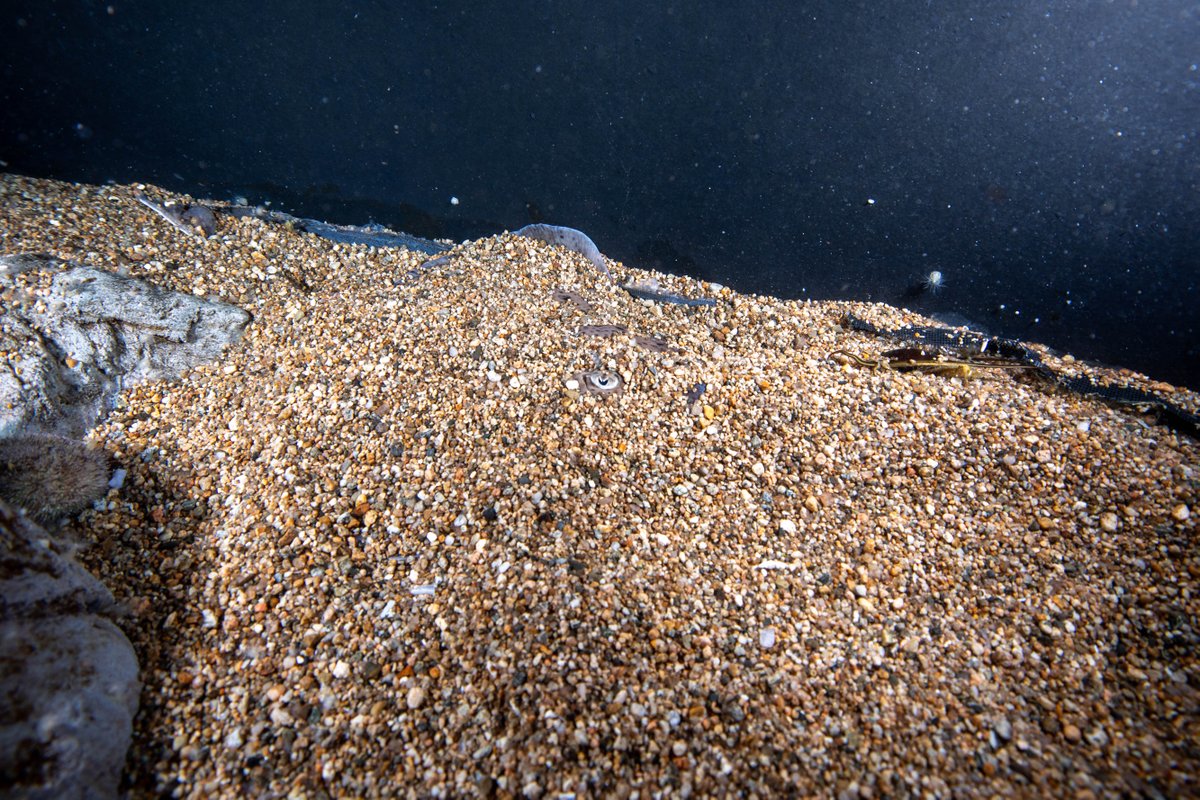 New England Aquarium tweet media