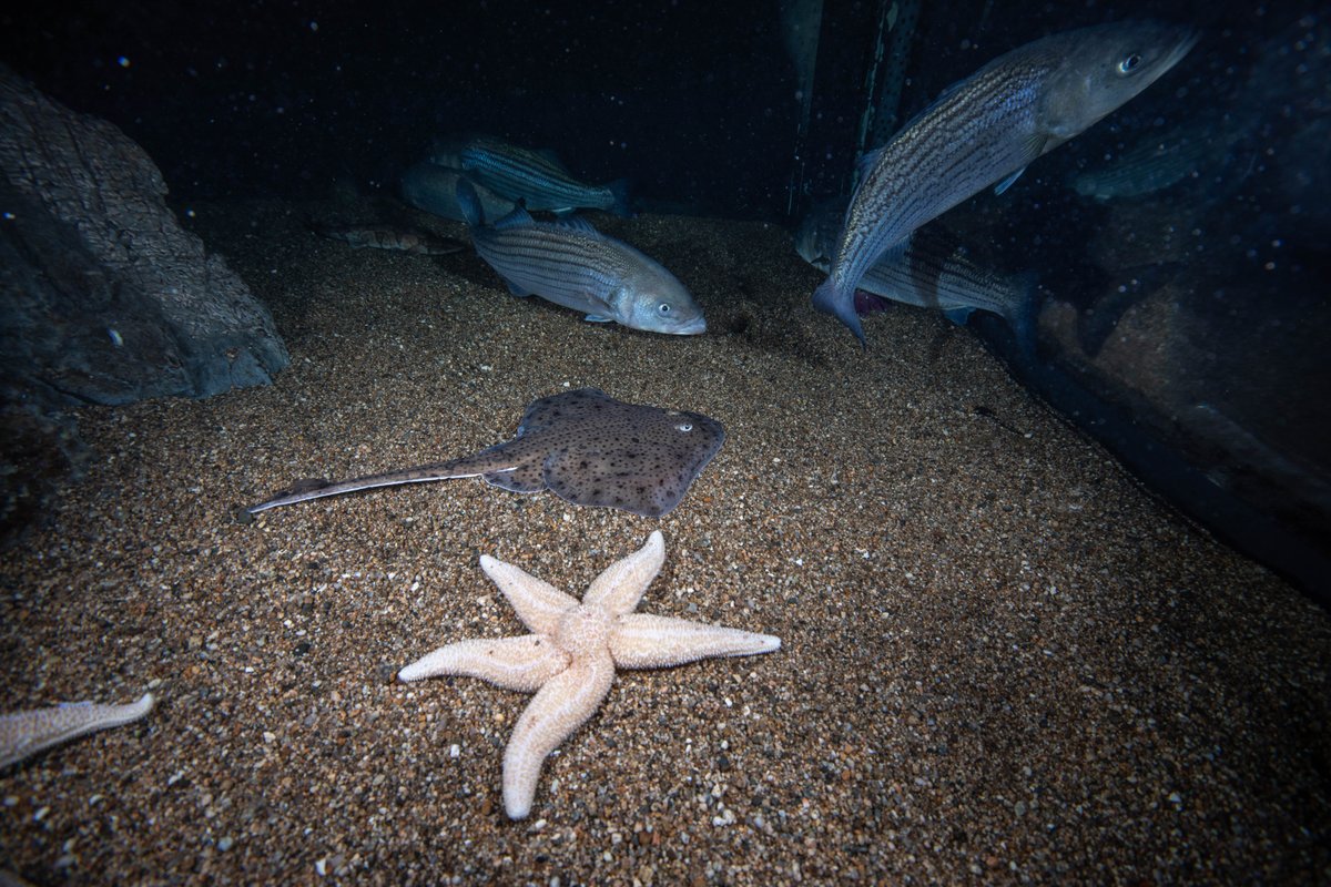 New England Aquarium tweet media