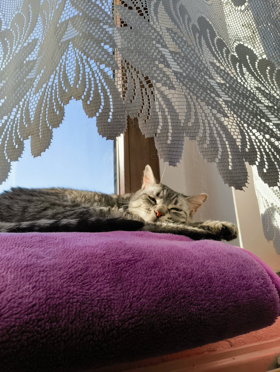 sleeping in the sunlight