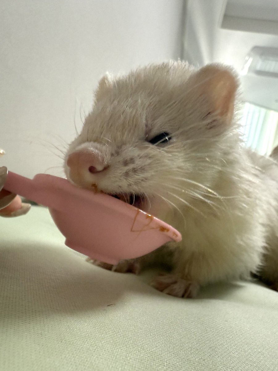 팥찐빵 찌는 중 👩🏻‍🍳💭 tweet media