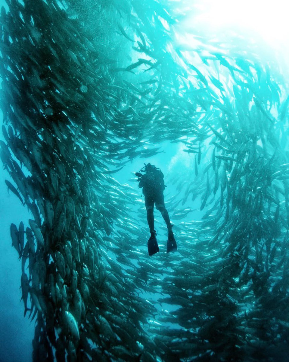 Secretaría de Turismo y Economía de BCS tweet media