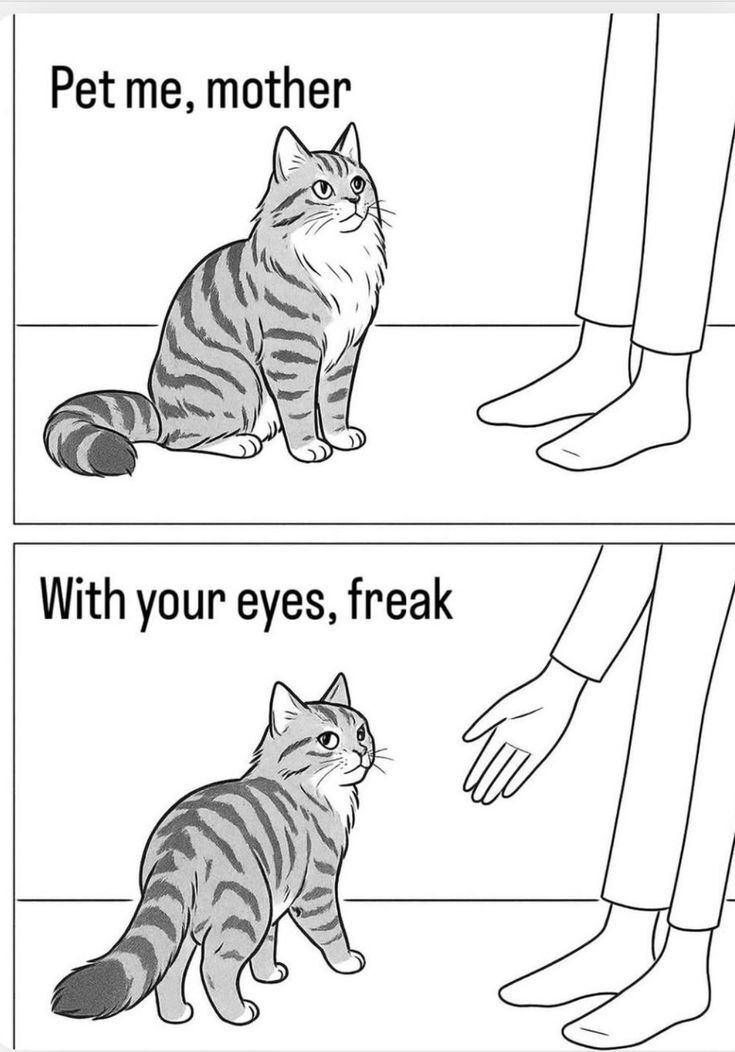 Why you should have a cat tweet media