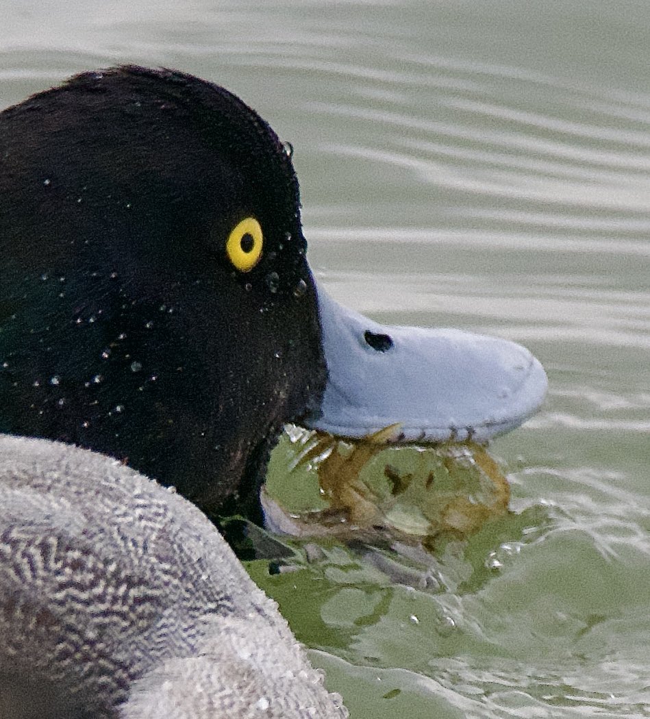 SteveOnHilbre's tweet photo. On my way off the magical island ๐๏ธ a brief stop at #WestKirby Marine Lake #WKML where the #GreaterScaup was exceptionally confiding catching small crabs ๐ฆ allowing for some close shots ๐ธ https://t.co/67JoTVrqap
