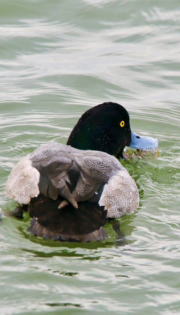 SteveOnHilbre's tweet photo. On my way off the magical island ๐๏ธ a brief stop at #WestKirby Marine Lake #WKML where the #GreaterScaup was exceptionally confiding catching small crabs ๐ฆ allowing for some close shots ๐ธ https://t.co/67JoTVrqap