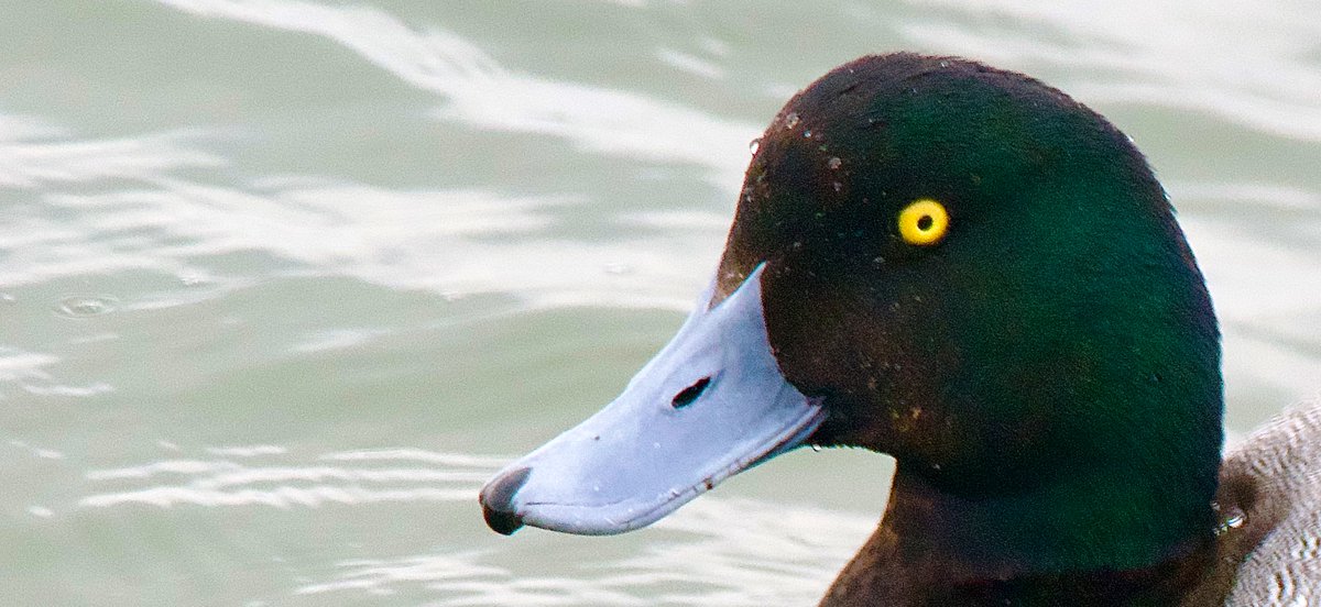 SteveOnHilbre's tweet photo. On my way off the magical island ๐๏ธ a brief stop at #WestKirby Marine Lake #WKML where the #GreaterScaup was exceptionally confiding catching small crabs ๐ฆ allowing for some close shots ๐ธ https://t.co/67JoTVrqap