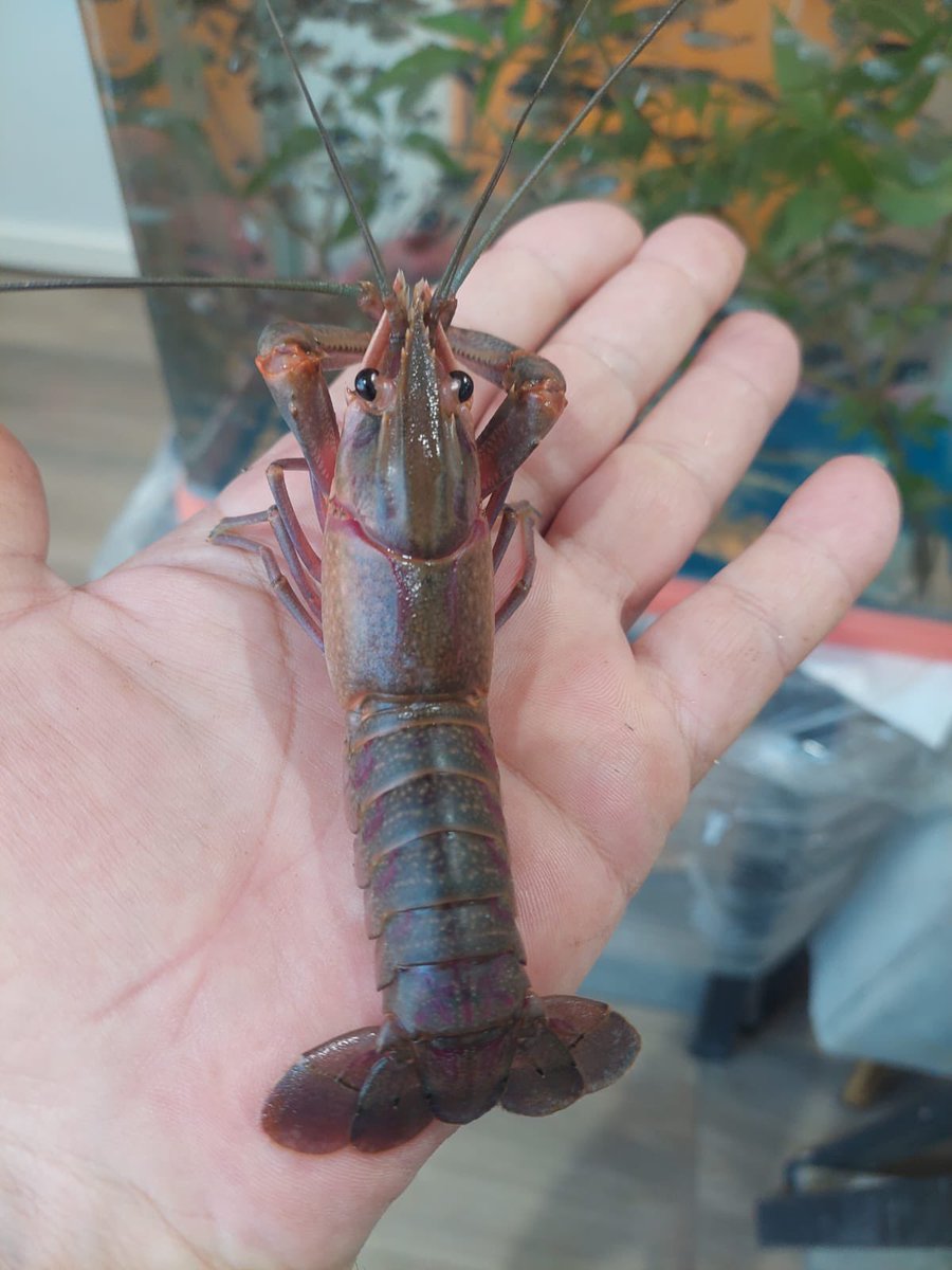 منتجاتنا الجديدة .. بفضل الله..
#استكوزا المياه العدبة..
#جمعية_ثراء_التعاونية