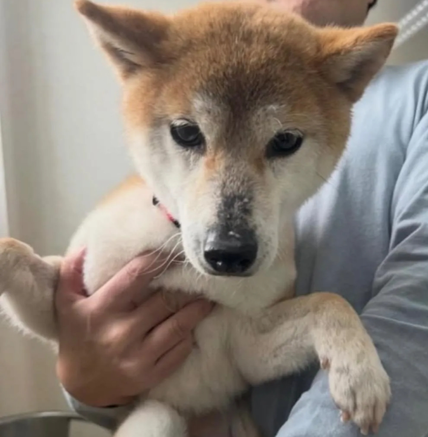 sizen_seikatu's tweet photo. 🚨#迷子犬 #迷い犬 #柴犬迷子 #柴犬 #三重県 #桑名市 
2026/3/6🗾三重県桑名市吉之丸 九華公園周辺~
柴犬 茶色 茶白♀ももちゃん
⚠️臆病なところがあり大きな音が苦手
⚠️無理に追わず🔽掲示板と警察,保健所にご連絡,保護依頼を🙏🏻🙇‍♀️
桑名城 揖斐川 貝塚公園 立教小学校 八間通りhttps://t.co/Qs8sDicvge https://t.co/ZF9HhoVj71