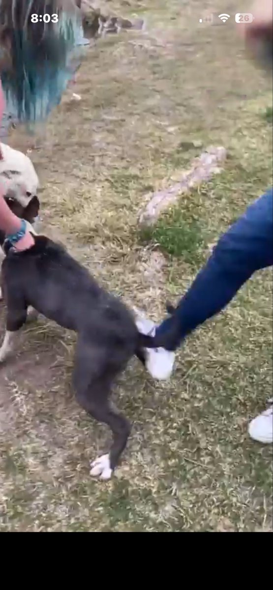 ooooooooooooo_4's tweet photo. @Geniustechw y she kick the dog on a leash who’s being attacked 😭 https://t.co/YJGVZ1cu6g