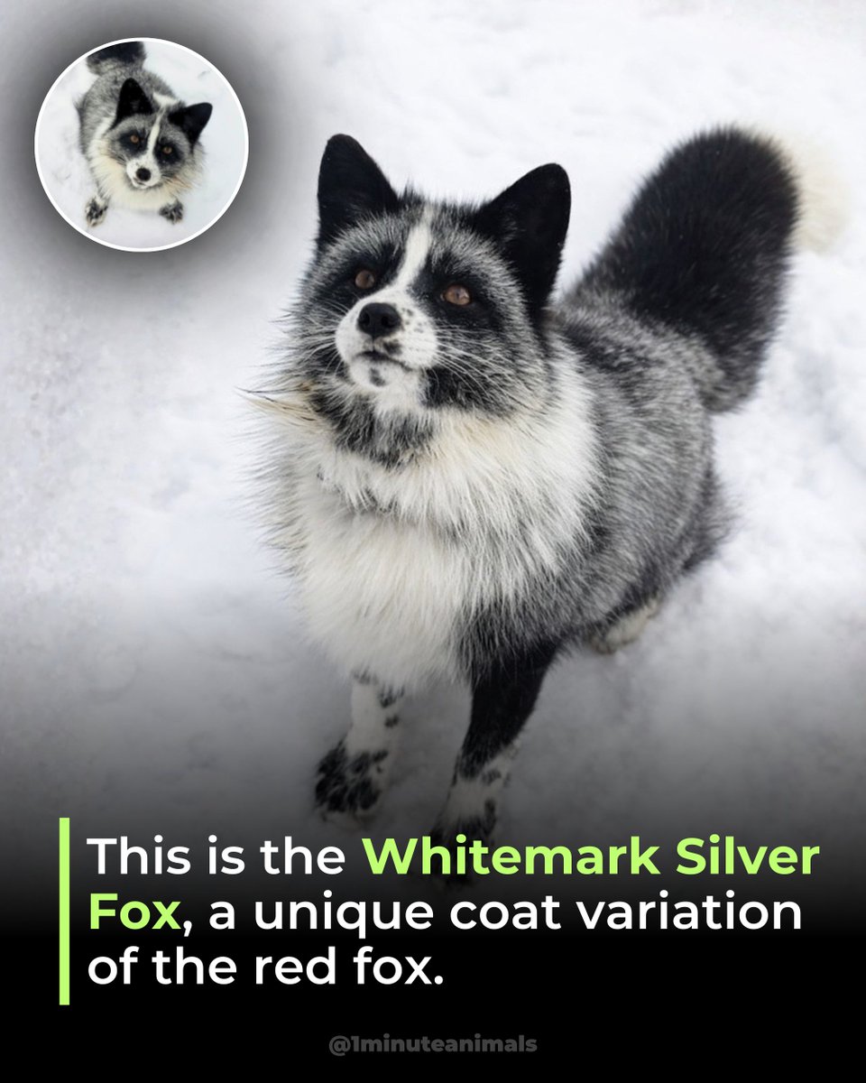 1MinuteAnimals's tweet photo. Not all silver foxes look the same.

This particular coat pattern features distinct white markings over a darker base, a result of selective breeding within red fox lines.

📷: Unknown

#WhitemarkSilverFox #SilverFox #FoxFacts #Wildlife #1minuteanimals https://t.co/wkG1gWq9fW
