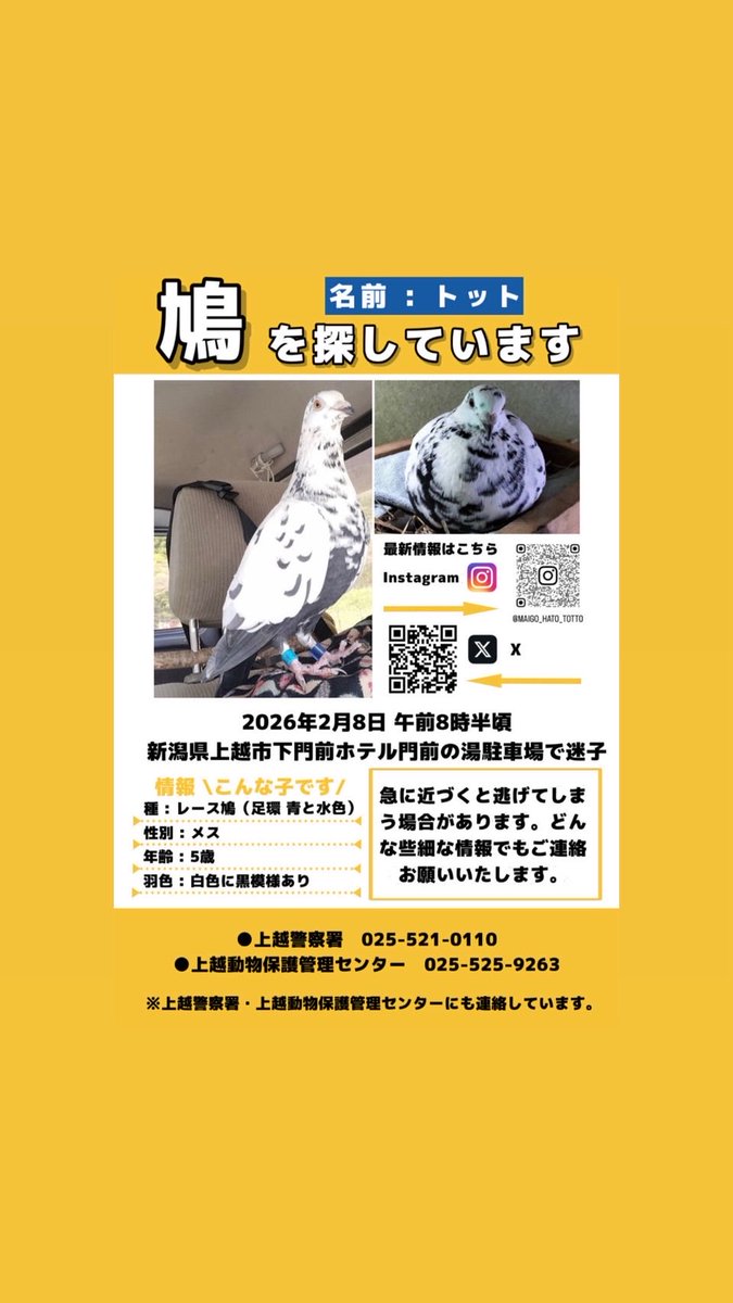 maigo_hatototto's tweet photo. この子を見かけた方はいらっしゃいますか？

2026年2月8日に、新潟県上越市で迷子になってしまいました

どんな些細な情報でもかまいません
「似た鳩を◯◯公園で見た」
「足環のついた白いハトを◯◯付近で見た」等

皆さまのお力をお貸しいただけますと幸いです
よろしくお願いいたします

#拡散希望 https://t.co/rQ9m5x9lxi