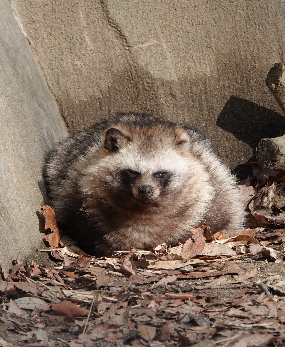 こんもり育三郎

 #八木山動物公園
 #ホンドタヌキ
 #育三郎